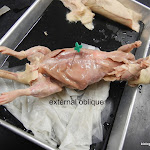 rat_muscles_abdomen_labeled.JPG