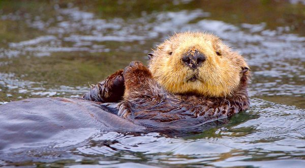ENDANGERED: A sea otter in Monterey Bay, where food supplies are limited. Universal Images Group / Getty Images