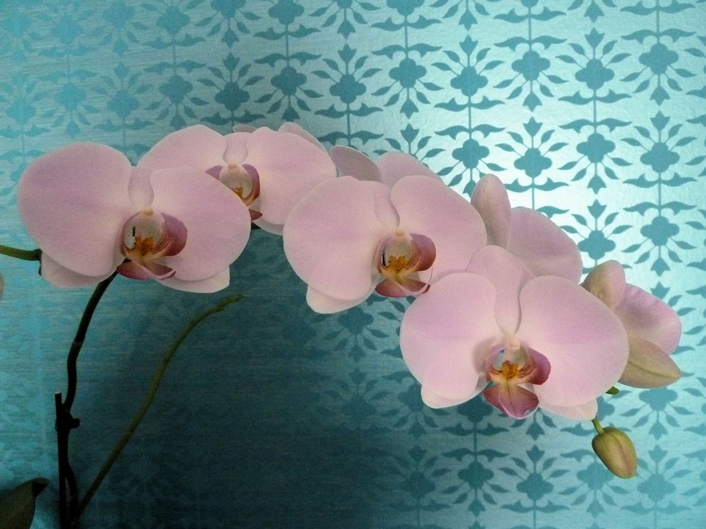 [2013-orchid2%255B3%255D.jpg]