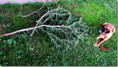 Garden16