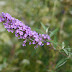 P1110871