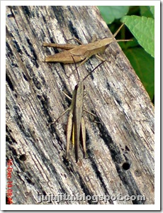 foto belalang: Phlaeoba fumosa (Serville 1838)