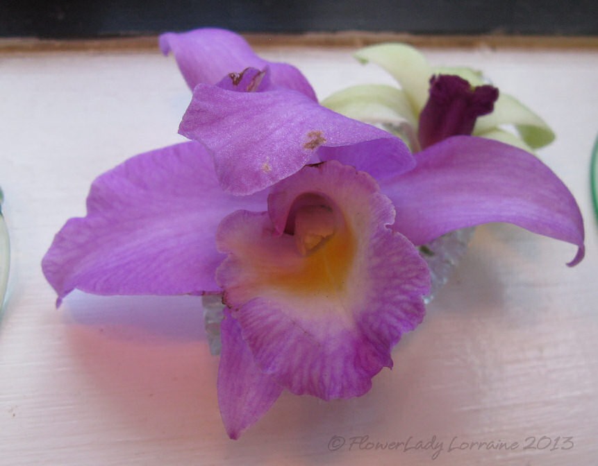 [09-08-anni-orchids%255B2%255D.jpg]