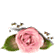 [1-55x38-rose-TR-bot22%255B2%255D.gif]
