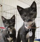 Connie and Carla are from North Shore Animal League in Port Washington, New York. To learn more about Connie and Carla, click on the link to the shelter below.