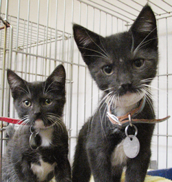 Connie and Carla are from North Shore Animal League in Port Washington, New York. To learn more about Connie and Carla, click on the link to the shelter below.