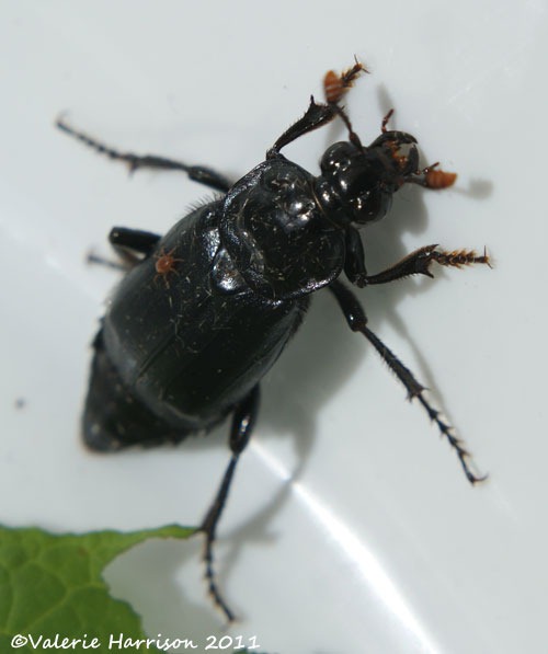 [beetle-nicrophorus-humator-2%255B2%255D.jpg]