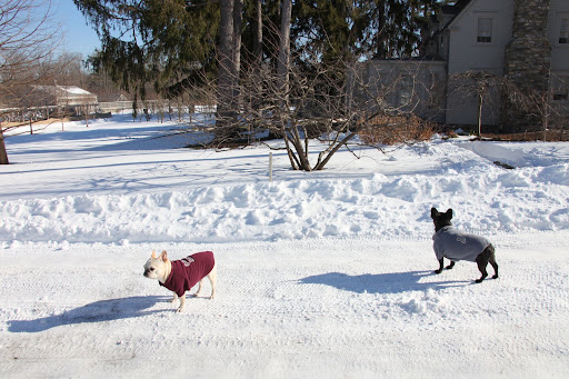 After all of that howling wind, the blizzard has turned everything into a winter wonderland!