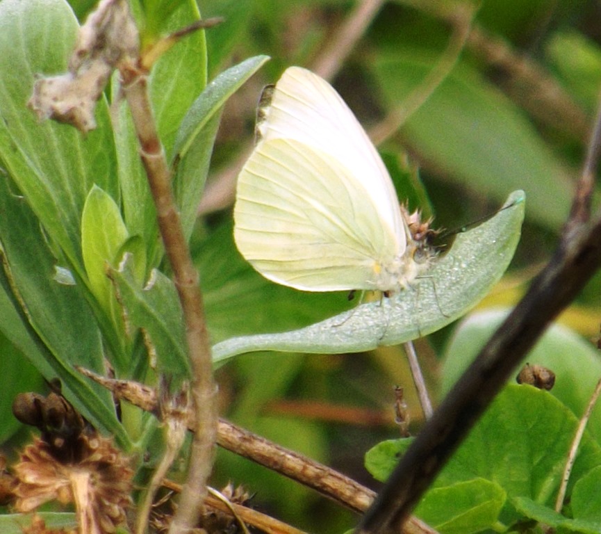 [Great-White-butterfly3.jpg]