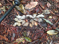 Mtn Lion Poop? Photo Mtn Lion Poop? Photo