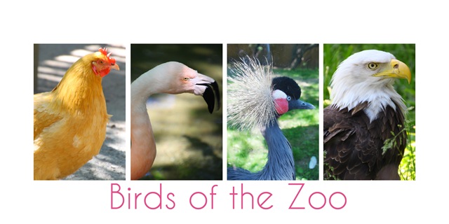 [birds3.jpg]