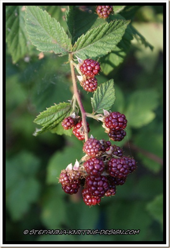 Blackberry Blackberry