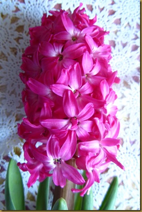 IMG_4605 IMG_4605