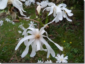 magnolia stellata close up
