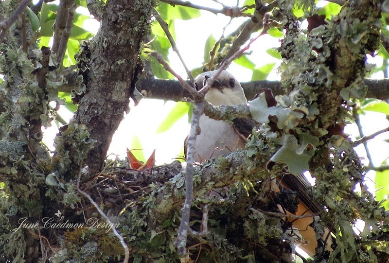 [ScissorTail_BabyBeak%255B3%255D.jpg]
