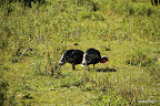 Kyrgyz turkey