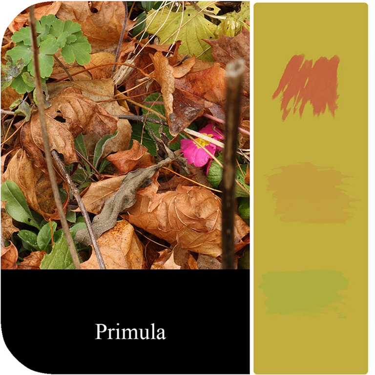 [Colour%2520block%2520Primula%2520with%2520brushes%255B4%255D.jpg]