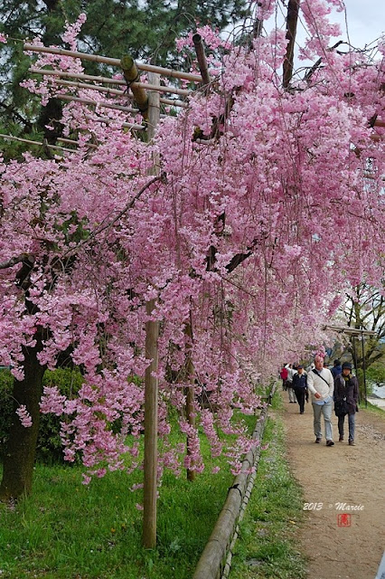 日本 京都 半木之道 櫻