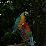 Singapur 2 - Zoo