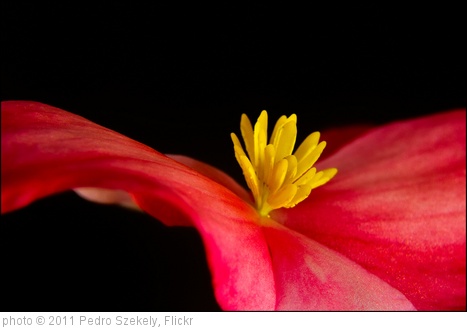 'Flower' photo (c) 2011, Pedro Szekely - license: http://creativecommons.org/licenses/by-sa/2.0/