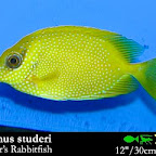 Siganus_studeri.jpg