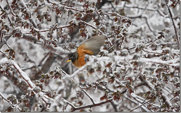 spring blizzard