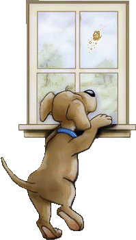 Dog_in_Window_9-26-07