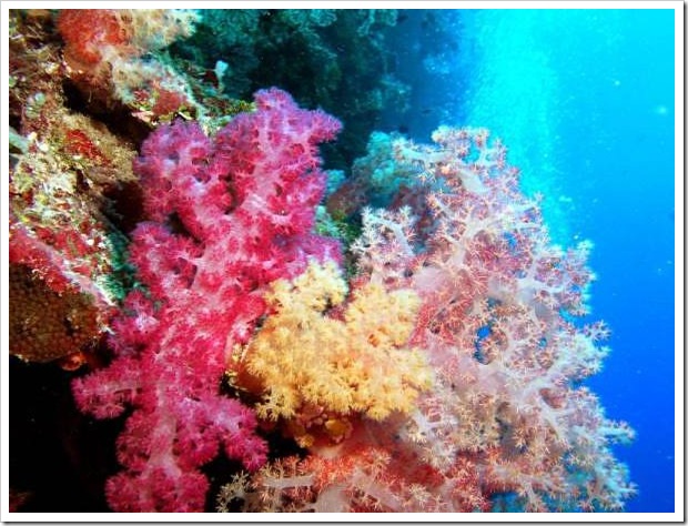 Palua Coral reefs