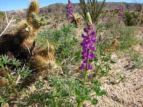 Arizona Lupine