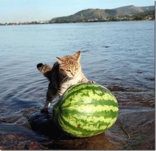 strange-cats-expain-that-70