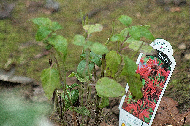 [Monarda_JacobCline%255B5%255D.jpg]