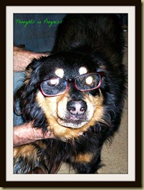 Brisco & Glasses Brisco & Glasses