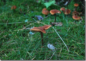 Tur i skogen sept 11 096