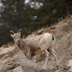 _MG_7720.jpg