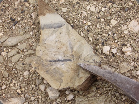 umbria fossili