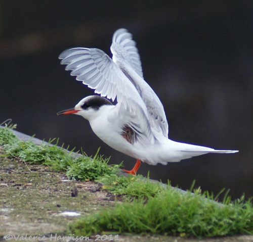 [15%2520Common-Tern-Dunbar%255B2%255D.jpg]
