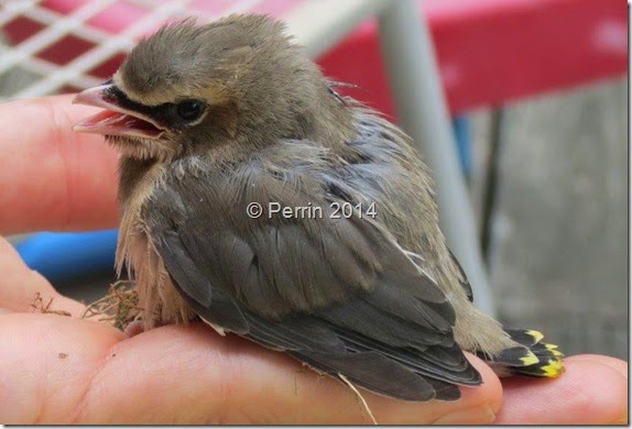 Visiting Briefly, Baby Bird