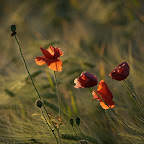DSC01485rt.jpg