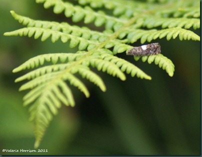 bird-dropping-moth