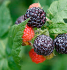 And delicious black raspberries