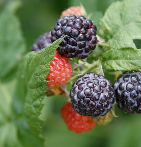 And delicious black raspberries