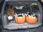 I realize this is your first Halloween and you may not know what a trick-or-treater is, but you'll find out soon enough!