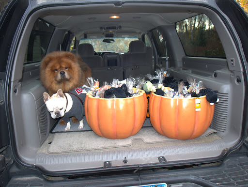 I realize this is your first Halloween and you may not know what a trick-or-treater is, but you'll find out soon enough!