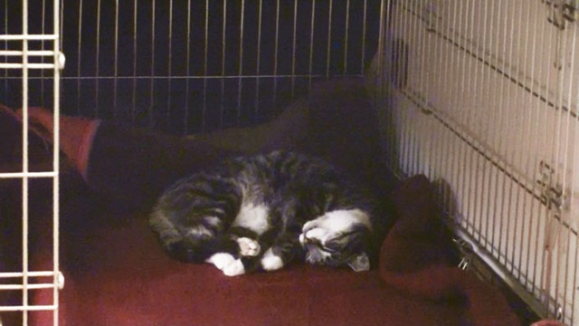 [Katze3%255B4%255D.jpg]