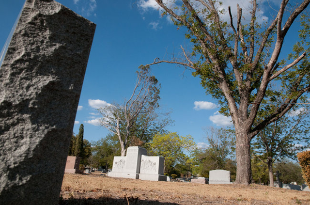 As the 2011 drought persists, trees across Texas are dying, including some pecan trees in Oakwood Cemetery in Austin. Jacob Villanueva / The Texas Tribune