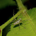Lynx Spider