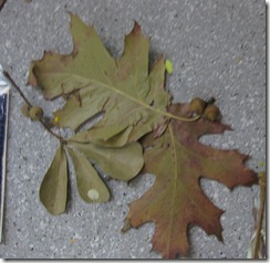 IMG_1119 IMG_1119