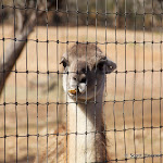 IMG_4445.jpg