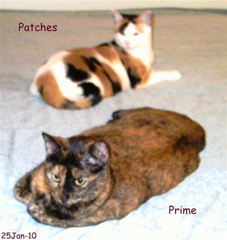 [PatchesPrime1Small3.jpg]