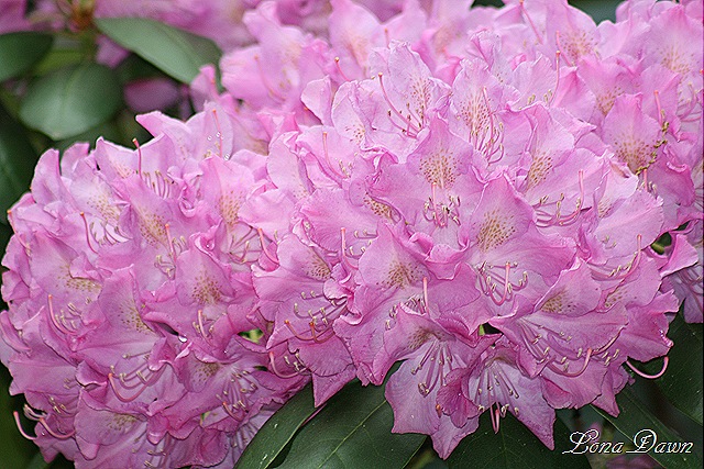 [Rhododendron_PJM_May26%255B8%255D.jpg]